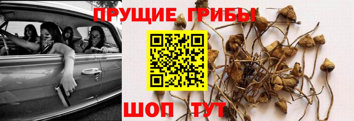 Галлюциногенные грибы Psilocybine cubensis Заволжье